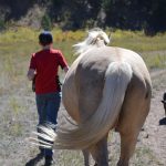 Equine Assisted Psychotherapy (EAP) | therapeutic model | horses as part of the therapy team