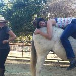 Equine Assisted EMDR  | horse as a co-facilitator during the therapy session | unique and effective treatment approach for trauma