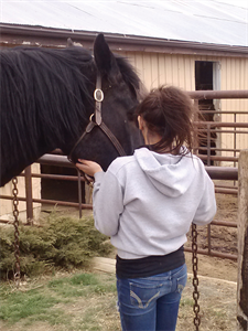 Equine Assisted Psychotherapy (EAP) is a therapeutic model that utilizes horses as part of the therapy team.