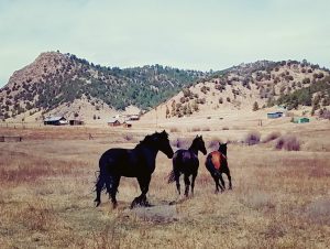 play therapy equine therapy