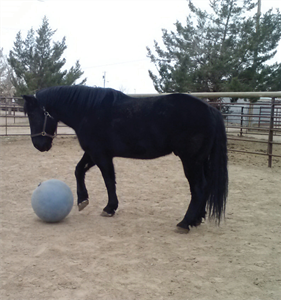 horse therapy