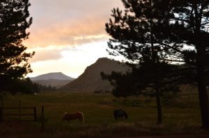 group therapy, experiential therapy, equine, horse therapy, mindfulness